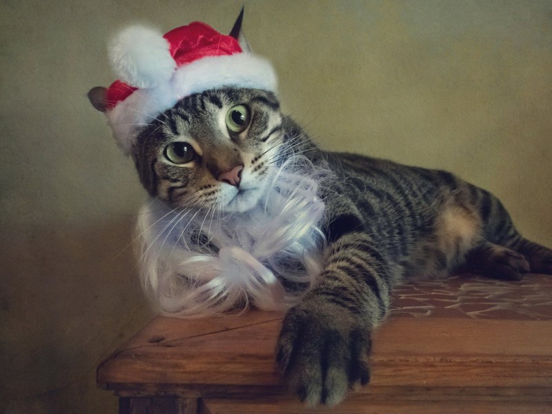 Кот в новогоднем колпаке