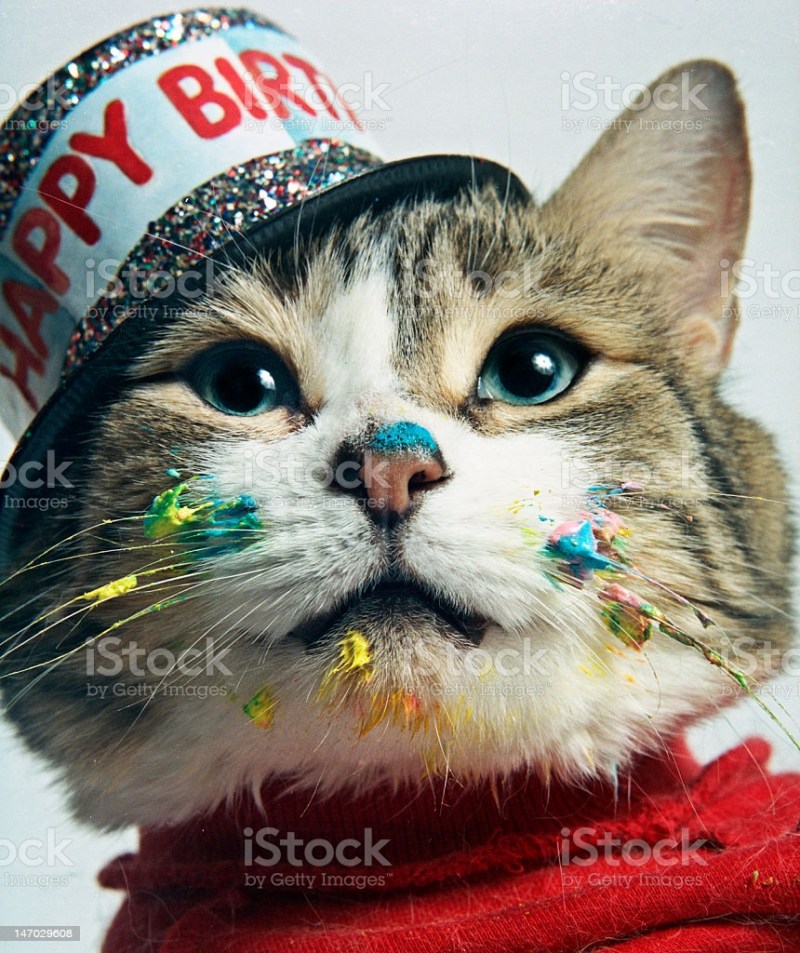 Котик в колпаке