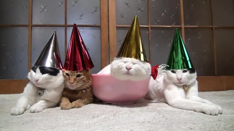 Кошка в колпаке