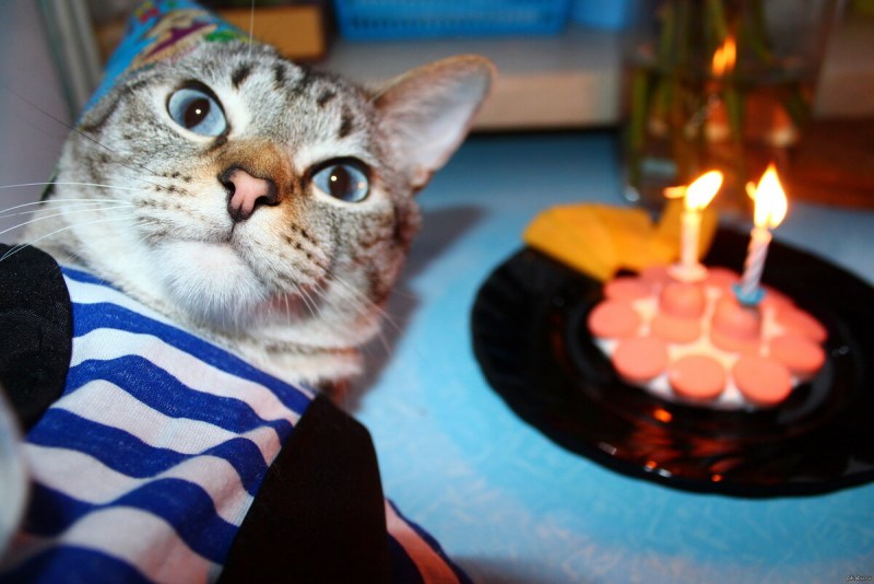 Коты поздравляют с днем рождения