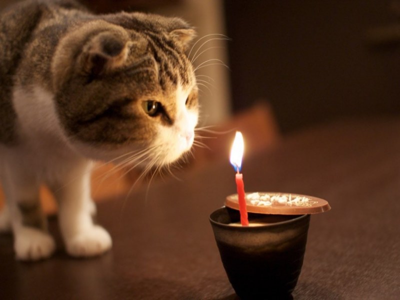 Котик со свечкой