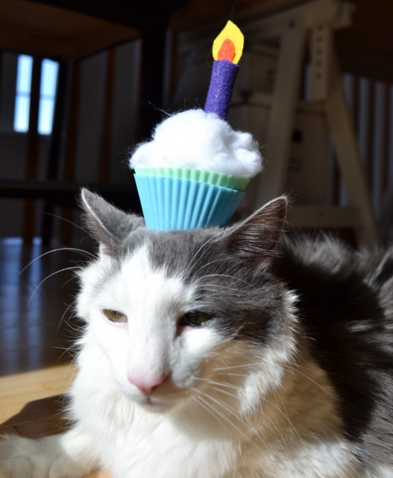 Котик в колпаке