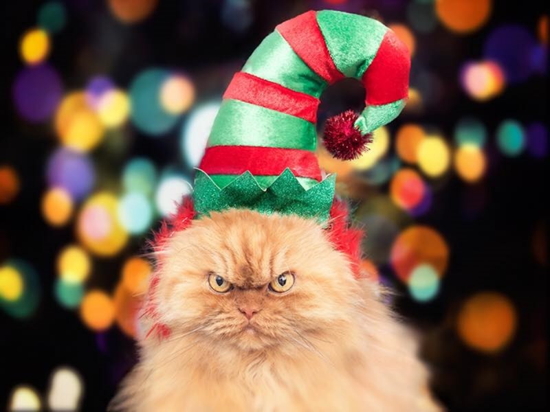 Праздничные коты