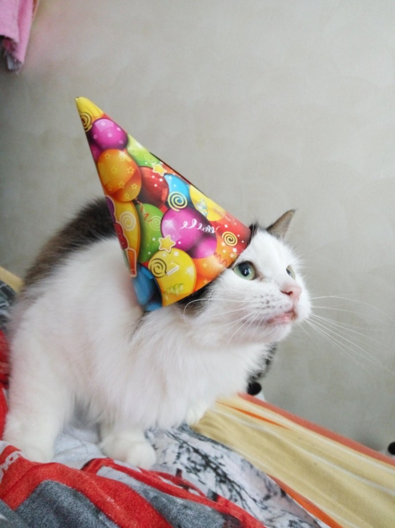 Колпаки кот