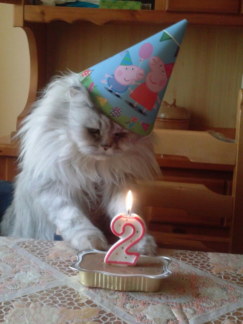 Колпаки кот