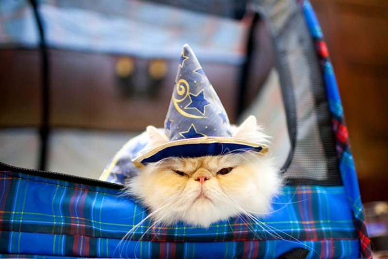 Котик в колпаке