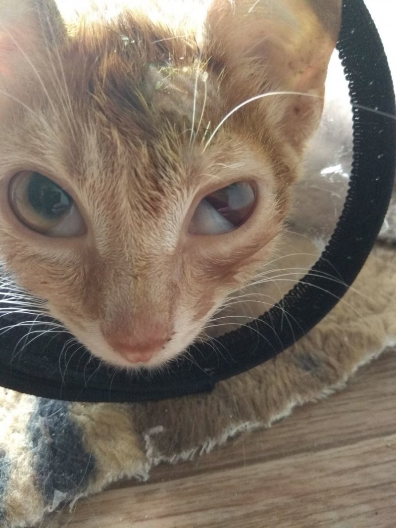 Котик коричневый синие глазки