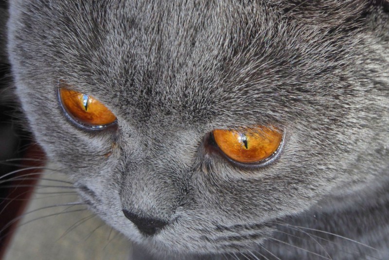 Большие зрачки у кошки