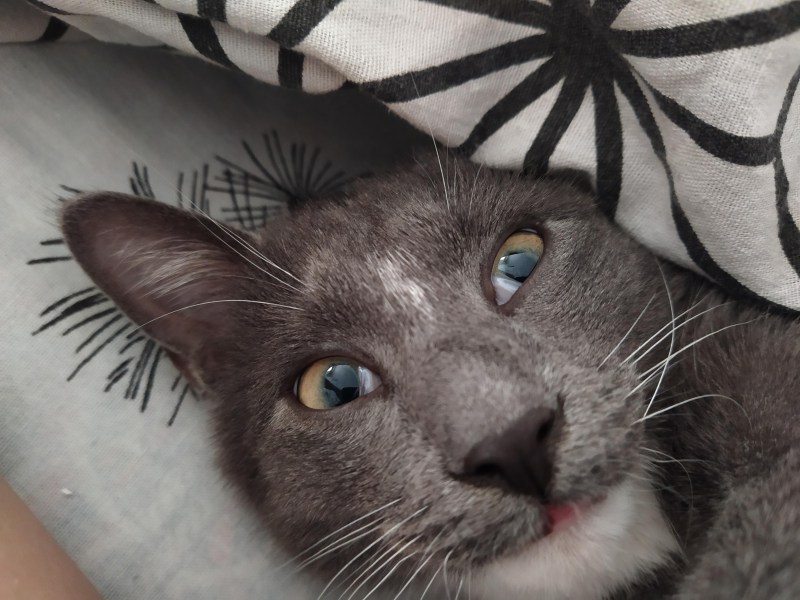 Котенок глазки
