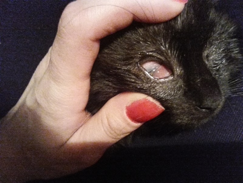 Выпадение третьего века у котенка