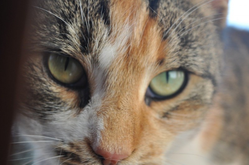 Нос кота фото