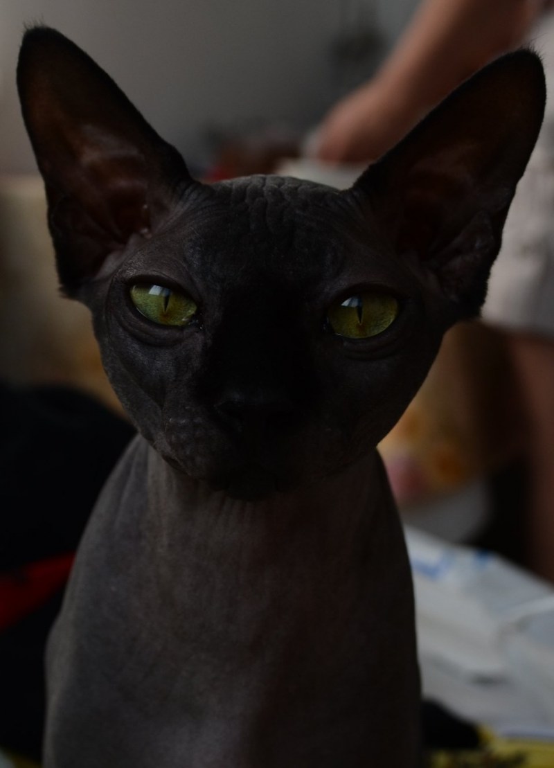 Сфинкс черный котенок