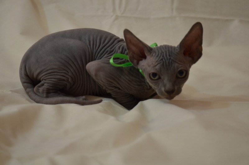 Кот сфинкс