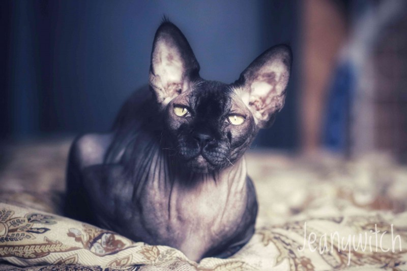 Чёрный сфинкс кошка