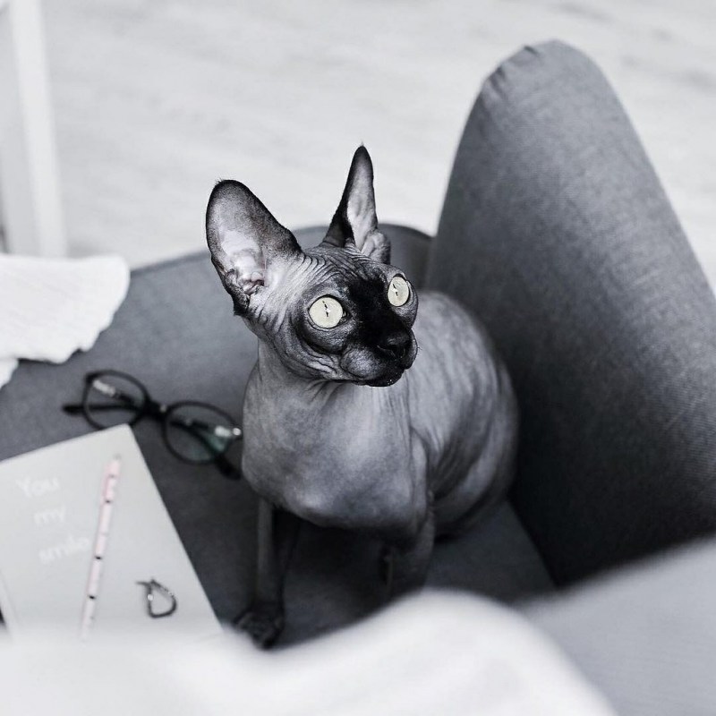 Донской сфинкс котята