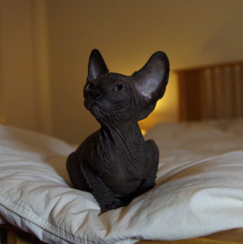 Чёрный сфинкс кошка