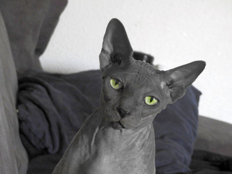 Чёрный сфинкс кошка