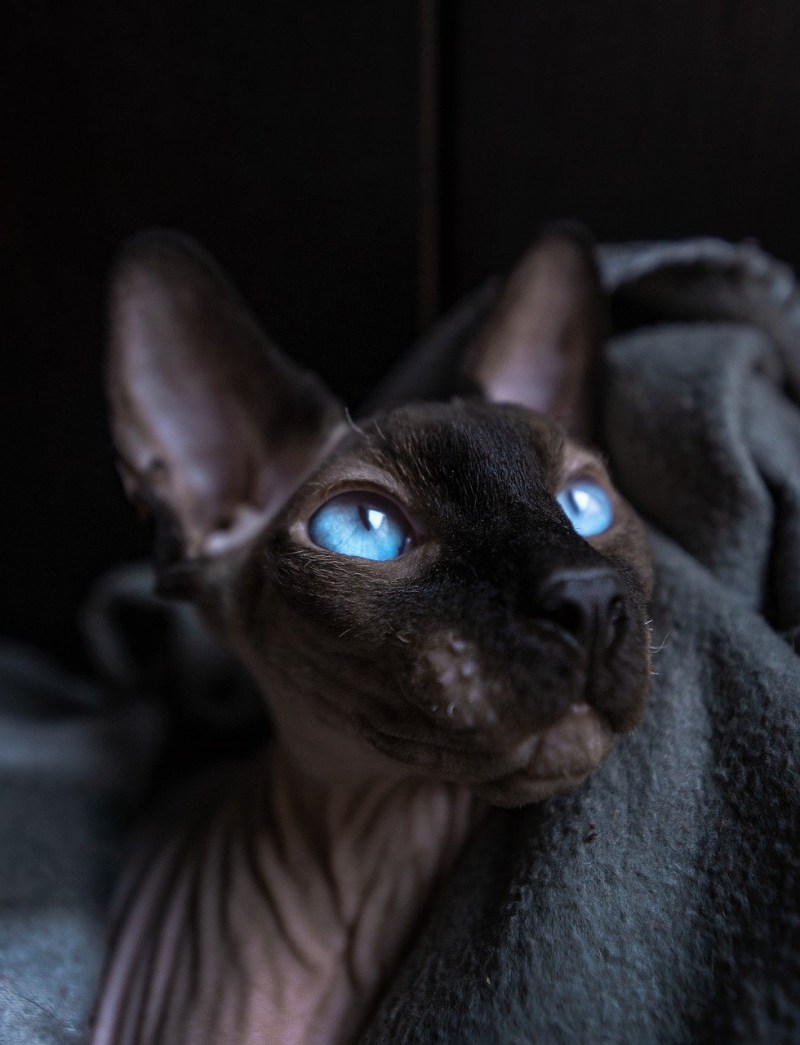Кот сфинкс