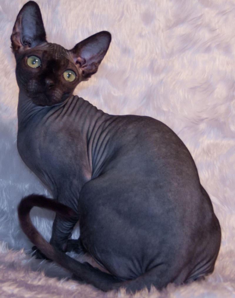 Чёрный сфинкс кошка