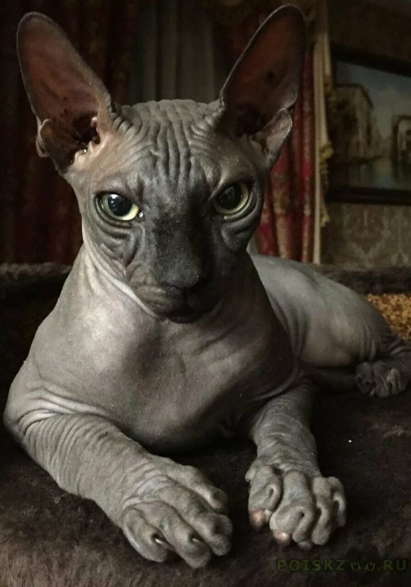 Кот сфинкс черный