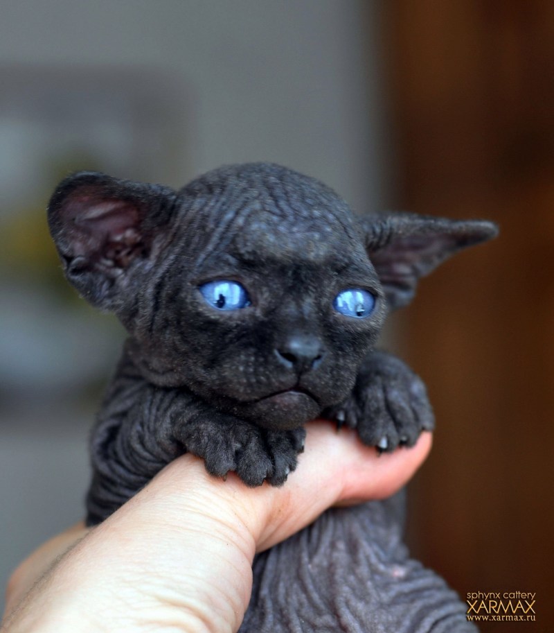 Сфинкс черный котенок