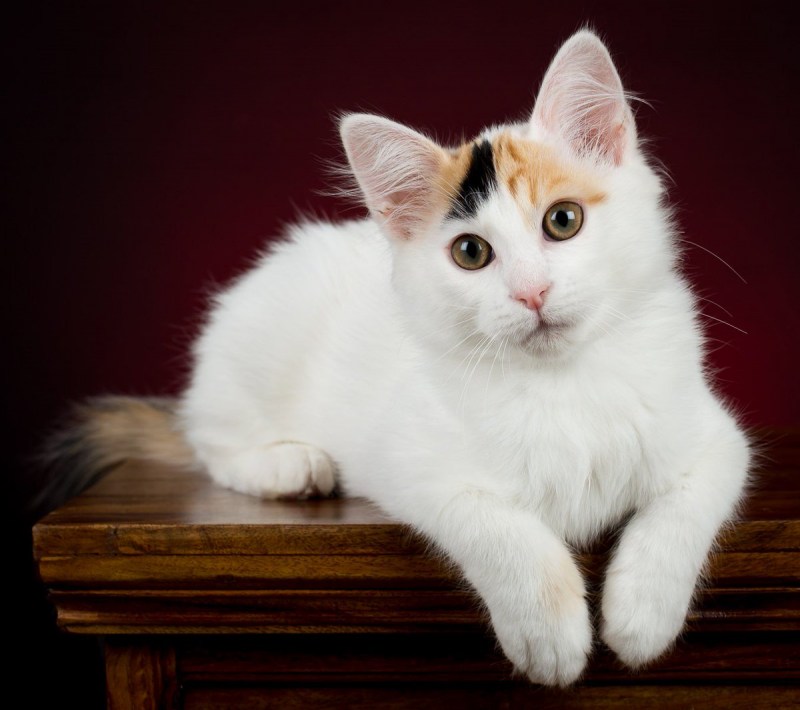 Турецкая Ванская кошка