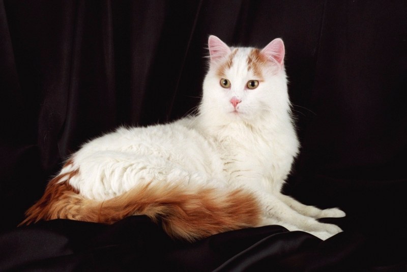 Турецкая Ванская кошка