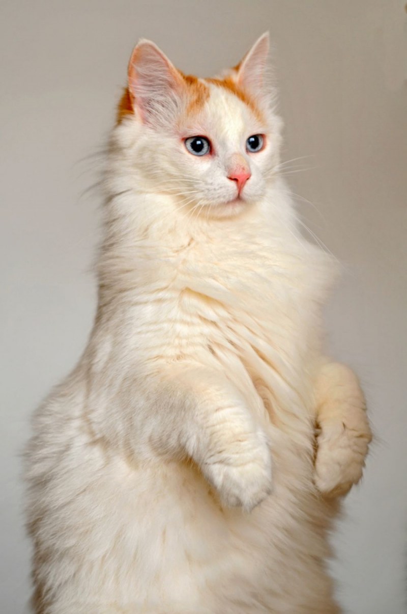 Турецкая Ванская кошка