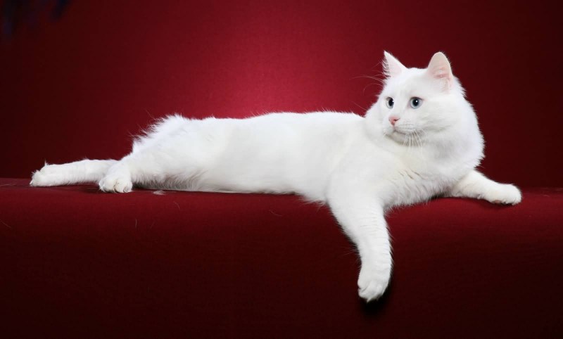Турецкая Ванская кошка