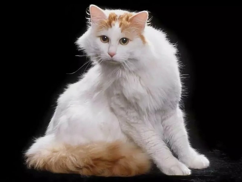 Турецкая водяная кошка Ван