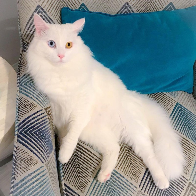 Кот породы турецкий Ван