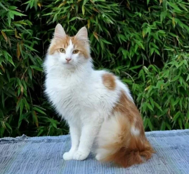 Котенок турецкий Ван с бантом