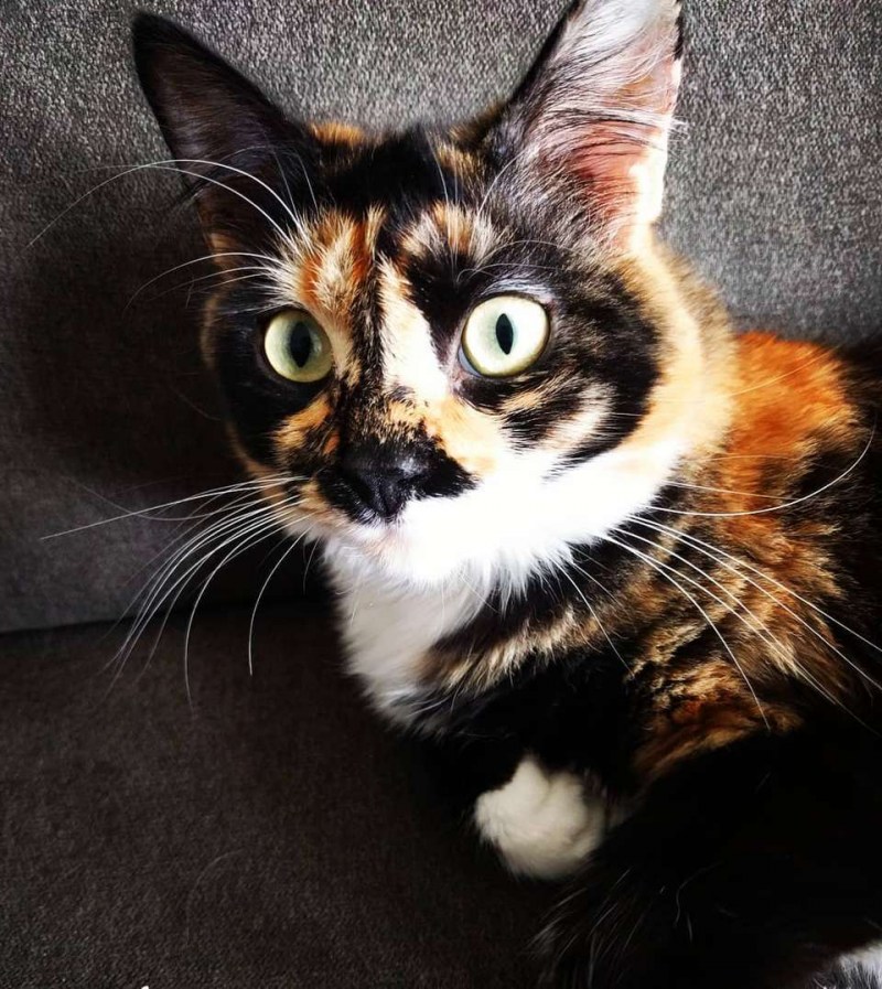 Камуфляжный окрас кошек