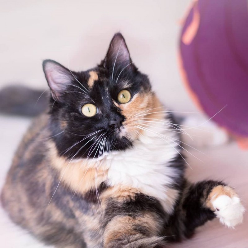 Tortoiseshell Cat порода