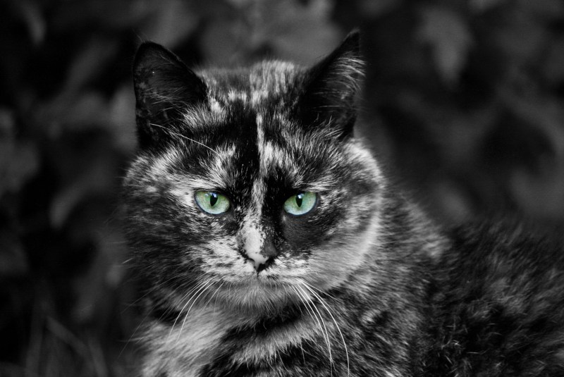 Черепаховая кошка