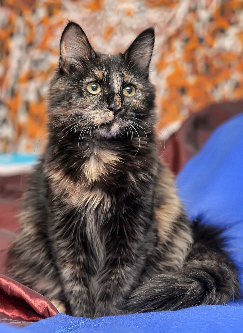 Tortoiseshell Cat порода