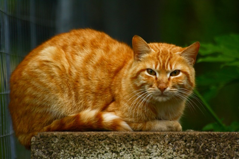 Рыжая кошка