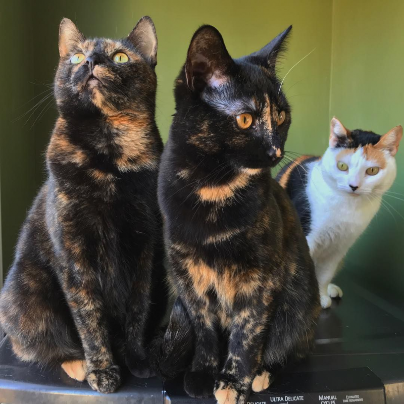 Окрас кошек Tortoiseshell
