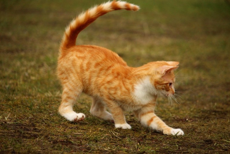 Рыжий котик