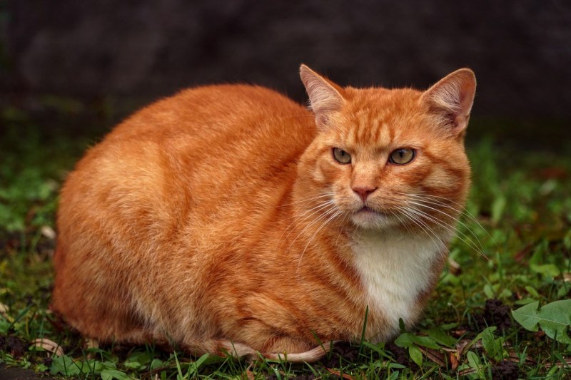 Рыжая кошка