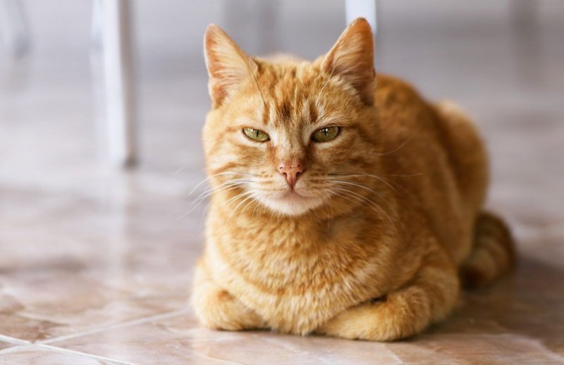 Рыжая кошка