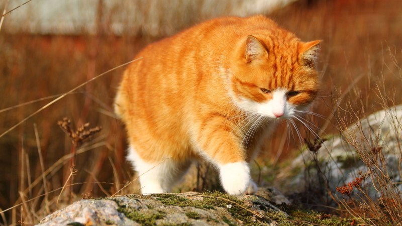 Рыжие коты