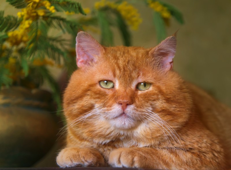 Смешной рыжий кот