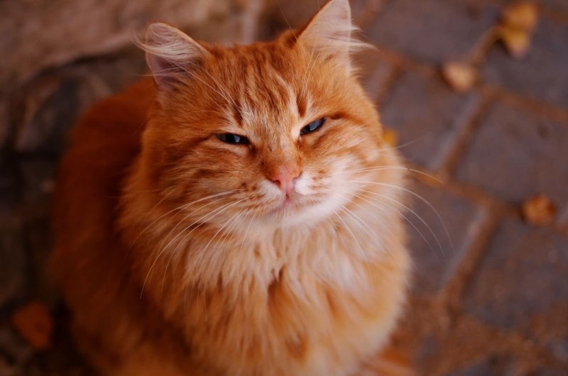 Рыжие коты