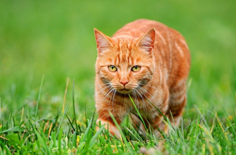 Ginger tabby Cat
