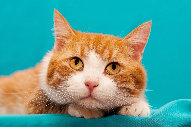 Мордочка рыжего кота