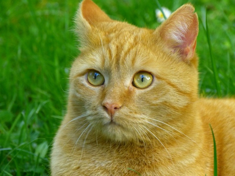 Рыжик кот