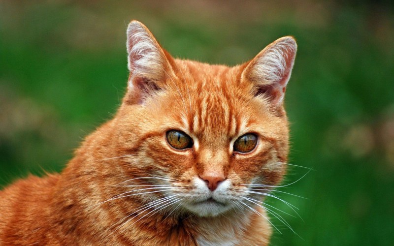 Рыжая кошка