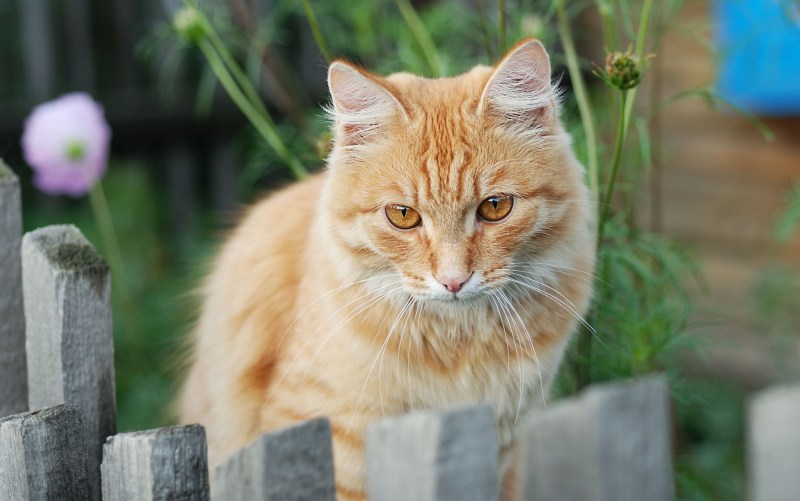 Рыжие коты