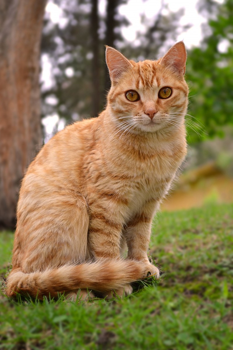 Бразильская короткошерстная кошка рыжая